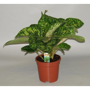 Хомаломена  20 см.